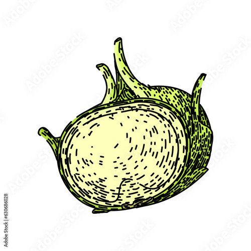 vegetable kohlrabi green hand drawn. healthy fresh, natural organic, vegetarian leaf vegetable kohlrabi green vector sketch. isolated color illustration