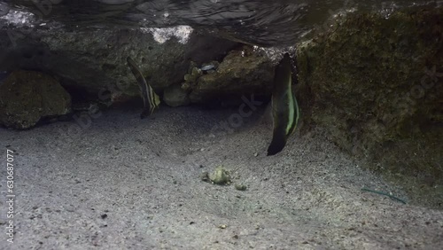 Two baby Bat fish floats under waves near shore, slow motion. Pair of juvenile Batfish (Platax orbicularis) swims in shallow water in surf zone next to rock reef over sandy bottom photo