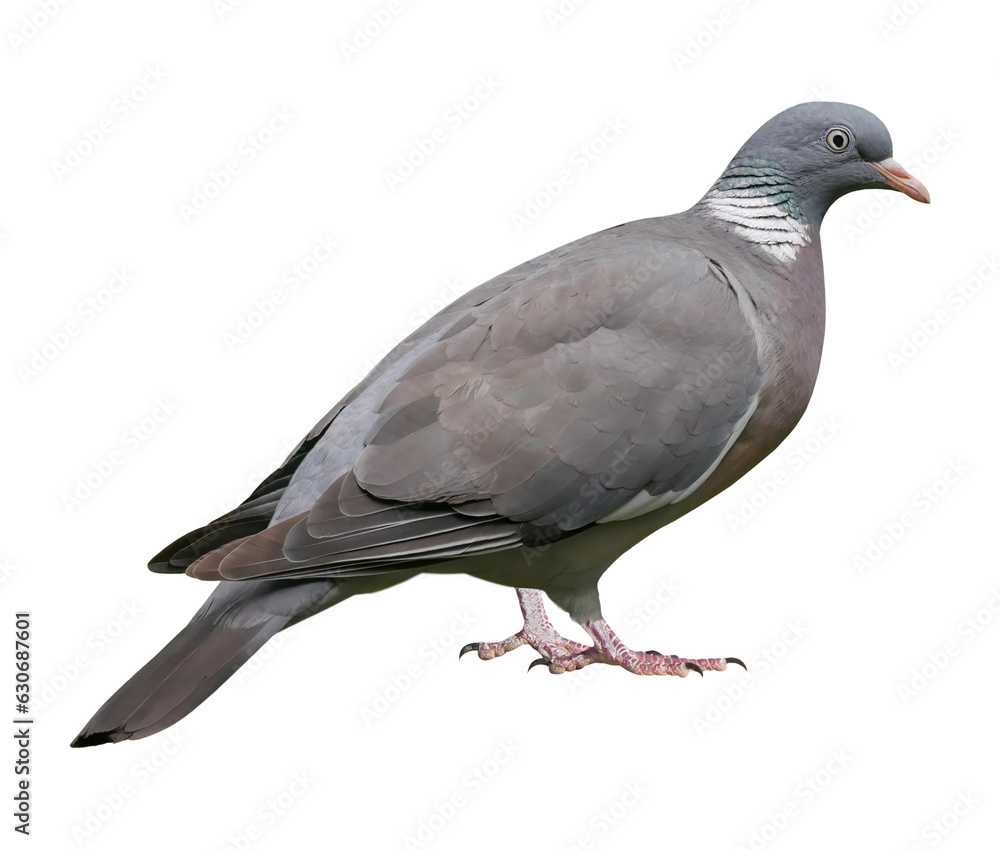 Naklejka premium Wood pigeon (Columba palumbus), PNG, isolated on transparent background