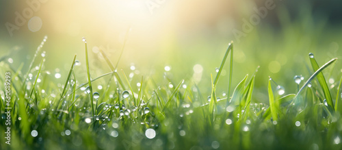 Macro Beauty  Water Drop Sparkle on Grass Blade in Sunlight  Morning Dew Artistry