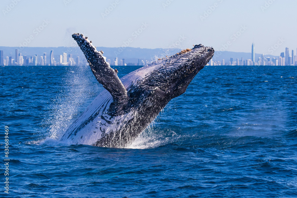 Humpback whale breaching Stock Photo | Adobe Stock