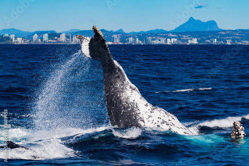 Humpback peduncle throw and Mt Warning