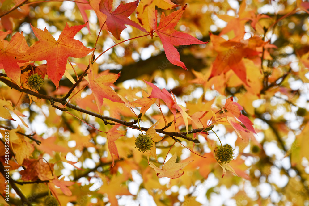 Amerikanischer Amberbaum Amerikanischer Amberbaum