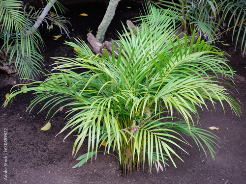 Photos Areca - Chrysalidocarpus Lutescens.
