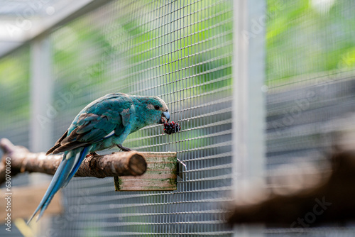 Ein blauer Ziegensittich frisst eine Brombeere