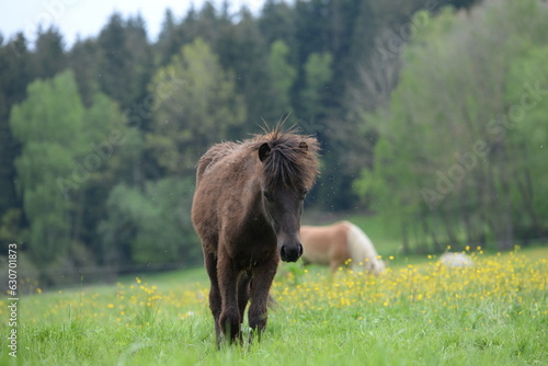 Junge Islandhengste auf der Weide