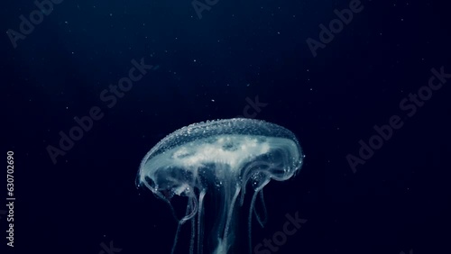 Mauve Stinger Jellyfish floats on deep sea. Mauve Stinger, Night-lightx Jellyfish, Phosphorescent jelly or Purple people eater (Pelagia noctiluca) swims on blue deph of Ocean photo