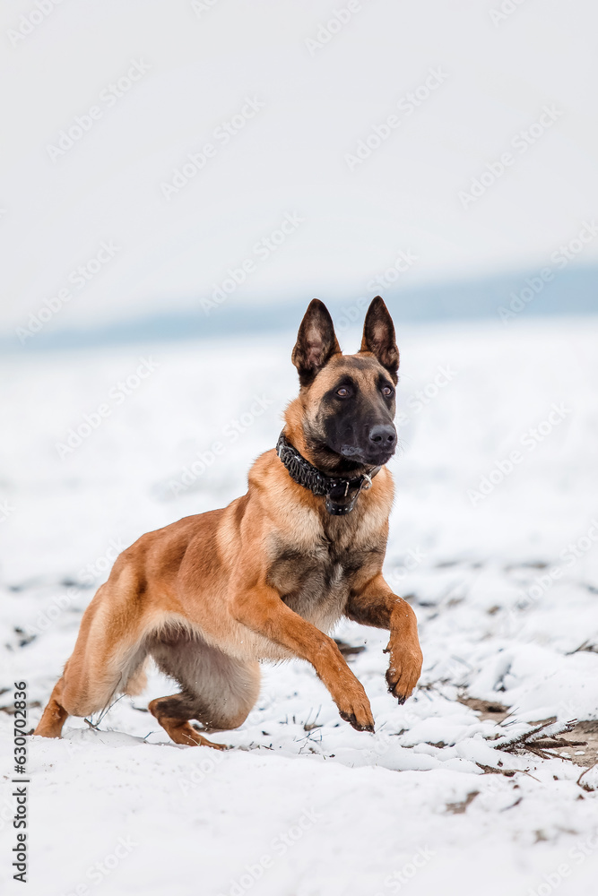 Belgian Shepherd Dog in the snow. Malinois dog in winter landscape