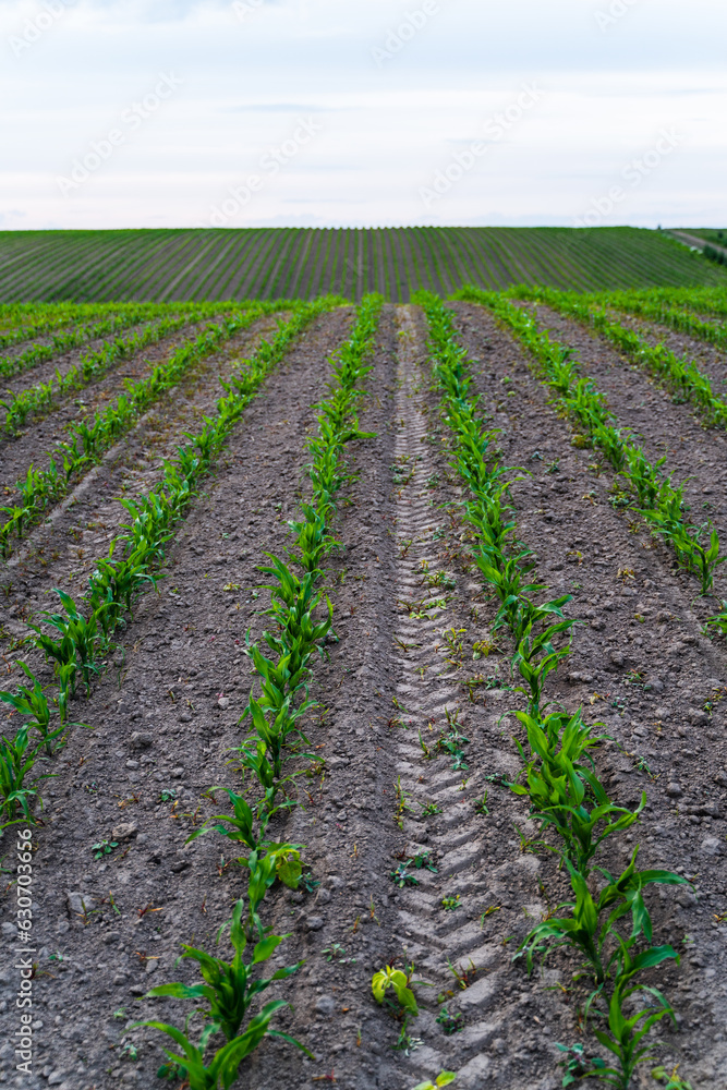 Shoots of green young sprouts of corn maize on farm field. Growing corn's sprouts in soil. Cultivation of agricultural crop of maize in farmer's field. Shoots of green young sprouts of corn maize on farm field. Growing corn's sprouts in soil. Cultivation of agricultural crop of maize in farmer's field.
