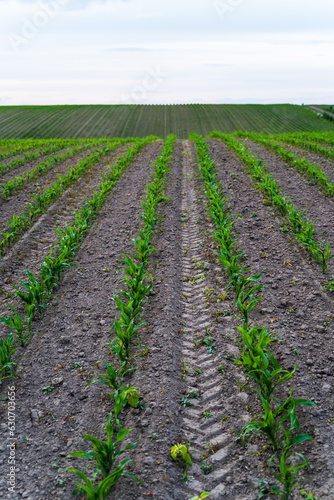 Shoots of green young sprouts of corn maize on farm field. Growing corn's sprouts in soil. Cultivation of agricultural crop of maize in farmer's field.