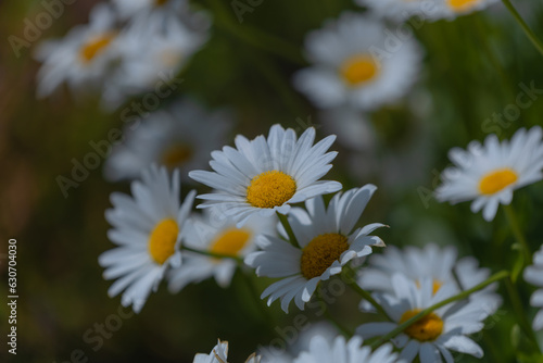 Beautiful nature scene with blooming chamomile. Wallpaper  poster with natural background. Selective focus. Chamomile flower on the background of nature.