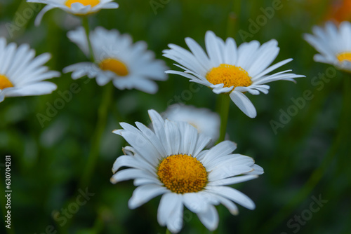 Beautiful nature scene with blooming chamomile. Wallpaper  poster with natural background. Selective focus. Chamomile flower on the background of nature.