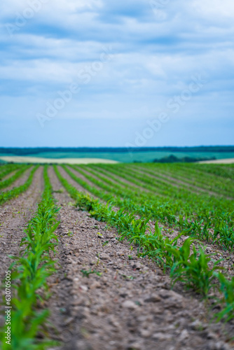 Rows of young green corn. Corn shoots. Green sprouts of corn maize on agricultural field. Cultivation of agricultural crop of maize in farmer's field.