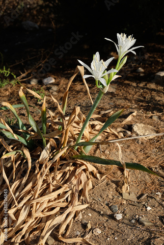 Azucena de Mar, Pancratium maritimum.
