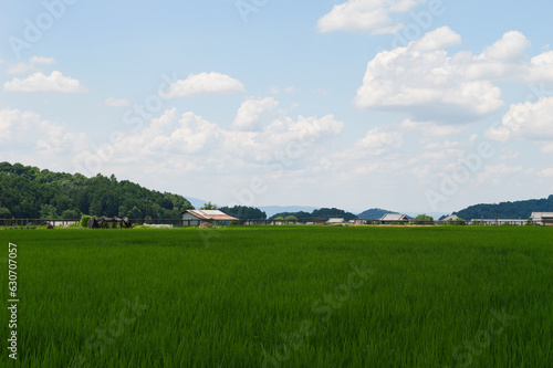 Scenery of rice paddies in midsummer © 隼人 岩崎