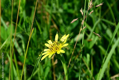 A green grasshopper on the flower of meadow goat's-beard