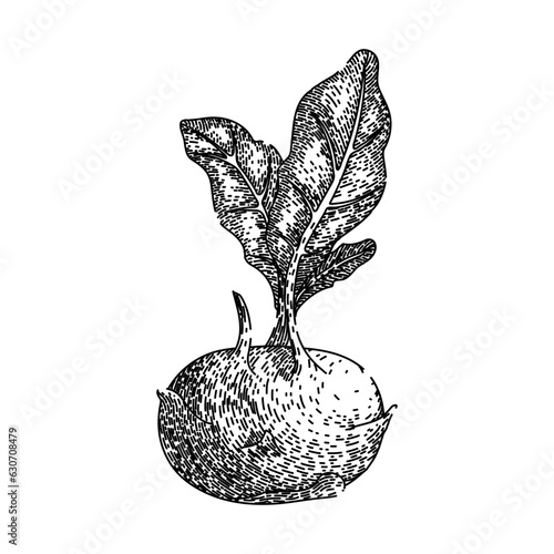 healthy kohlrabi green hand drawn. fresh natural, organic vegetarian, leaf harvest healthy kohlrabi green vector sketch. isolated black illustration