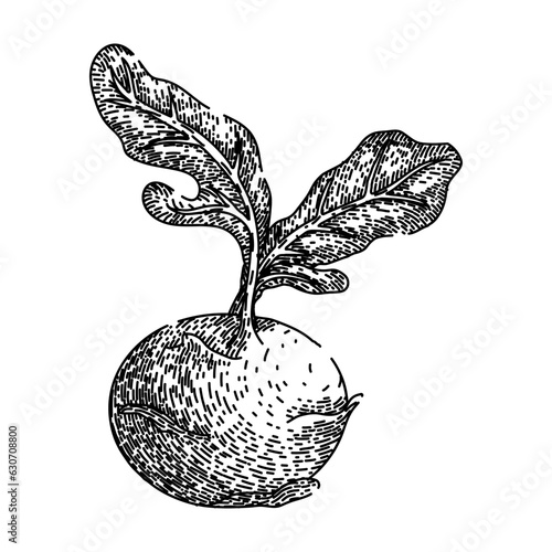 cabbage kohlrabi green hand drawn. food vegetable, healthy fresh, natural organic cabbage kohlrabi green vector sketch. isolated black illustration