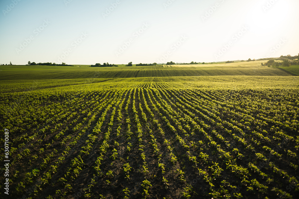 Landscape of a field of young soybean shoots stretch up. Rows of soy plants on an agricultural plantation. The sun's rays shine through the leaves. Selective focus.