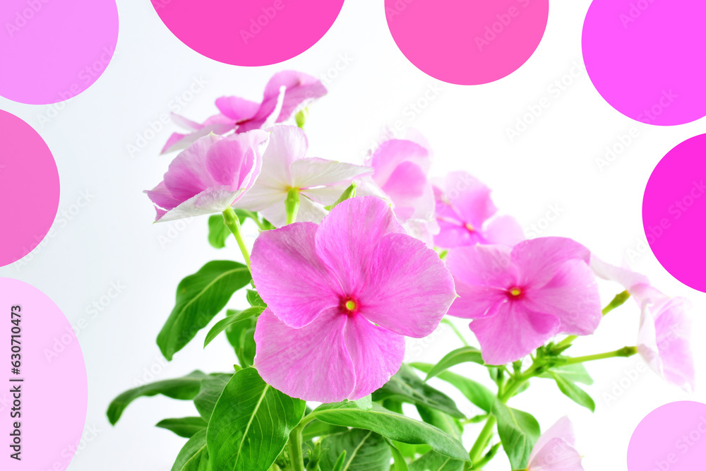 Vinca plant on white background and decoration.