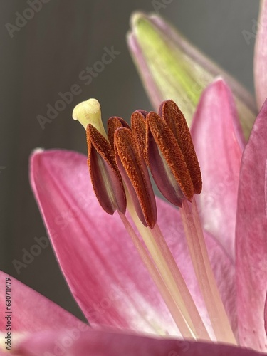 Fotografía close up of a pink lily, macro stamen