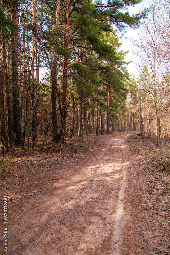 Dirt road in the forest in spring.