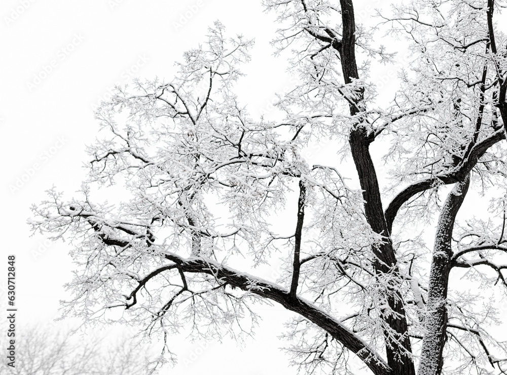 Fototapeta premium White snow on the branches of a tree