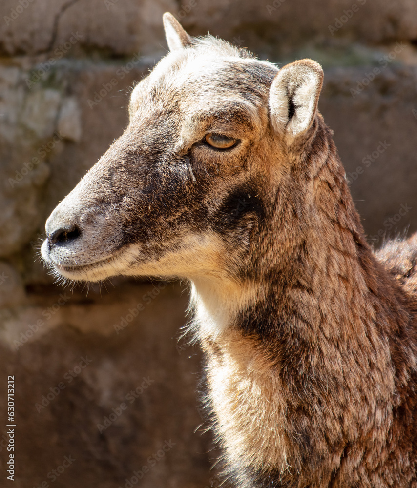 Mountain goat portrait in the zoo. Close-up Mountain goat portrait in the zoo. Close-up