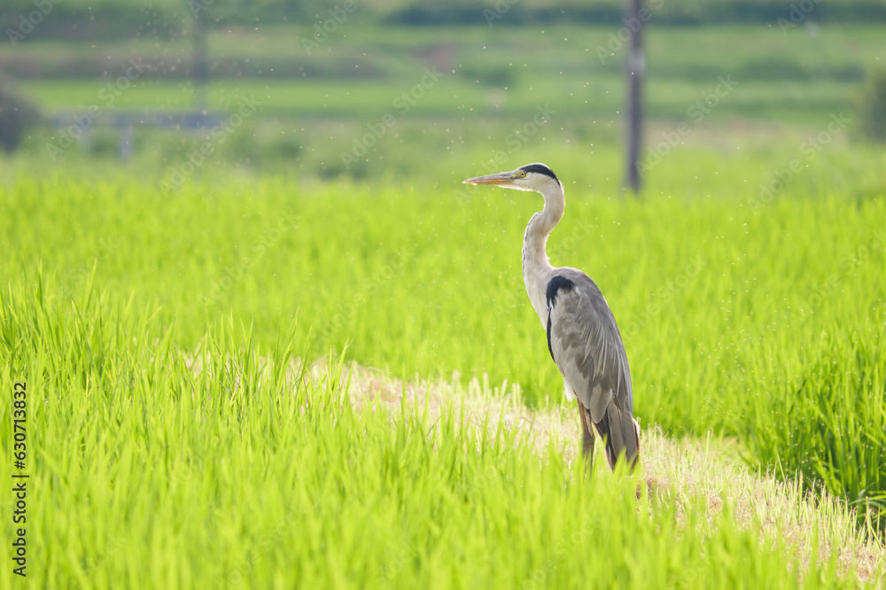 Fototapeta premium A great blue heron looking for food in the rice paddies