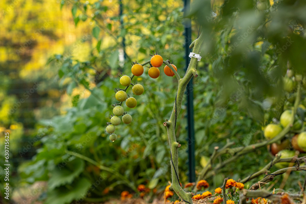 Ripening Sun Gold cherry tomatoes growing up string trellis with a squash plant growing in the background