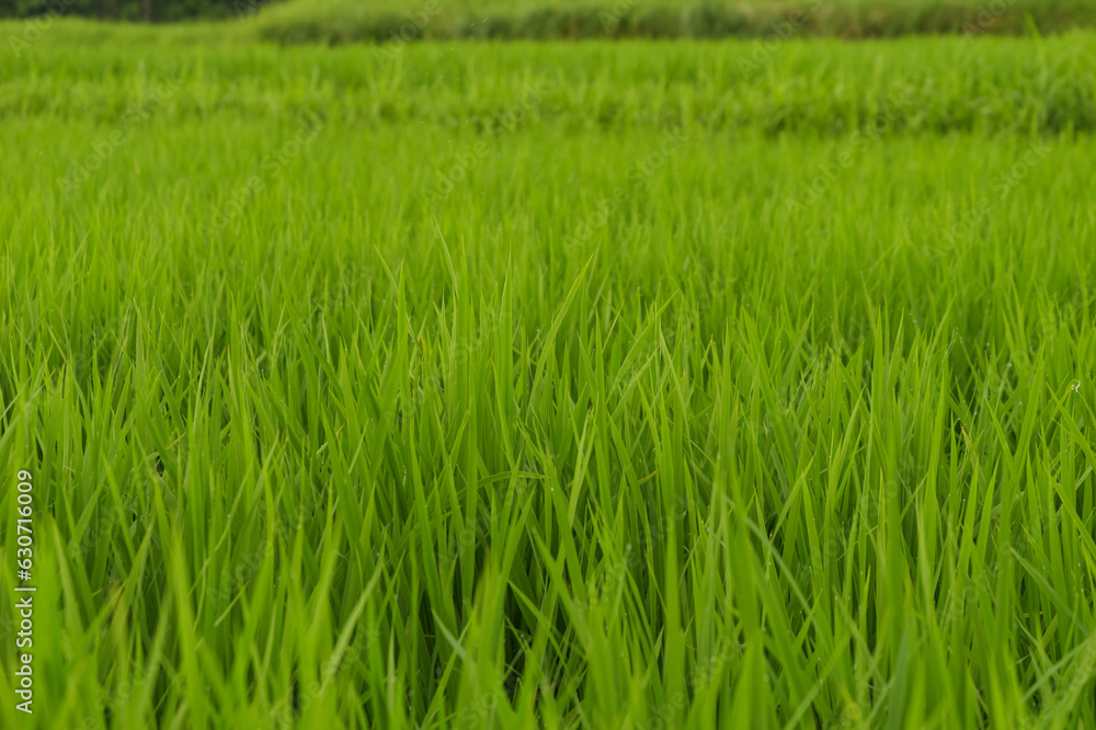 Closeup of ricefield full of paddy