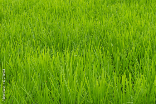Closeup of ricefield full of paddy photo