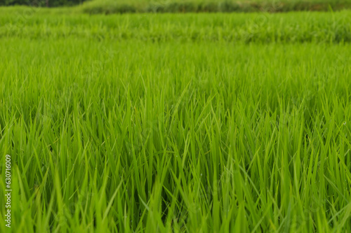 Closeup of ricefield full of paddy