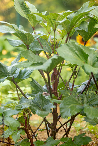 Close up of a single red burgundy Okra plant with okra on it growing on a farm
