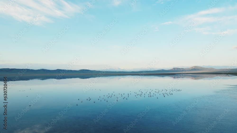 Epic drone flight above wild sea seagulls on the Lake tuzkol at east Kazakhstan Epic drone flight above wild sea seagulls on the Lake tuzkol at east Kazakhstan
