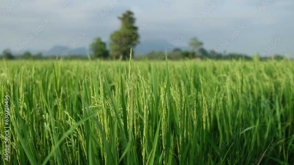 The green rice sprouts that started to grow beautiful golden ears were swayed by the wind in the vast fields. Rice is human food. The green rice sprouts that started to grow beautiful golden ears were swayed by the wind in the vast fields. Rice is human food.