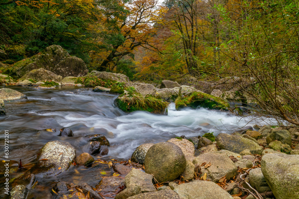 緑が色付く渓流の秋