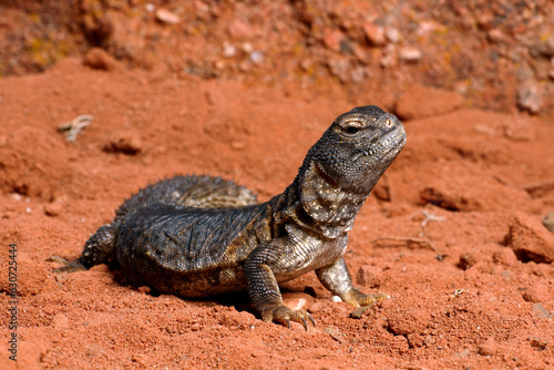 Nordafrikanische Dornschwanzagame // Moroccan spiny-tailed lizard (Uromastyx acanthinura nigriventris / Uromastyx nigriventris) - Morocco photo