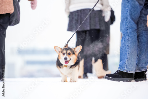 Photography Corgi dog on the street in winter