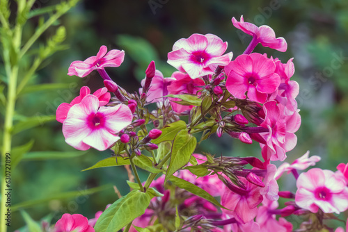 Phlox- flox flowers with beautiful pink petals