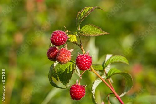 Raspberries. Red raspberry. Ripe raspberries on a branch. Good crop of raspberries.