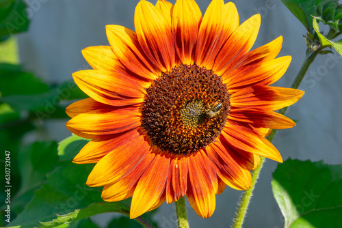 A bee sits on a decorative sunflower on a summer day