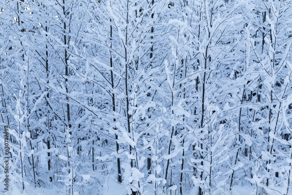 Winter trees Winter trees