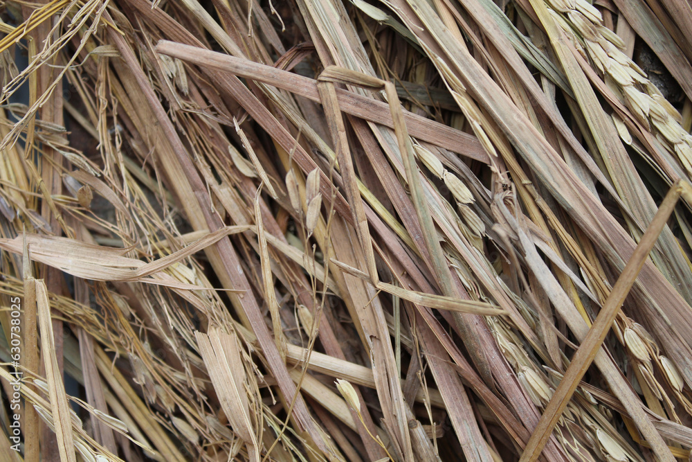 Background of texture of dried brown rice straw Background of texture of dried brown rice straw