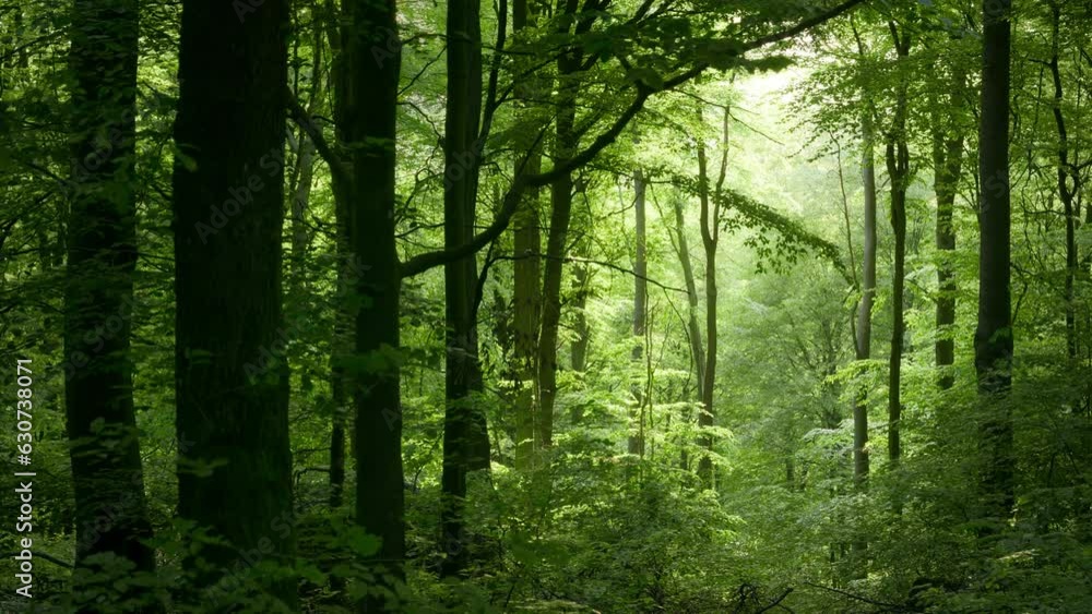 Majestic scenery of a beautiful green beech forest with the soft light falling through fog, framed with silhouettes of the trees, panning video
