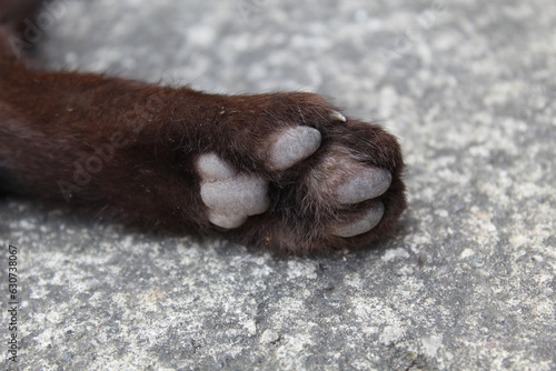 Black cat paw on grey background