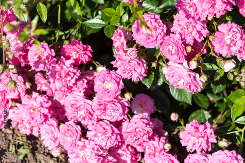 Pink rose in the garden