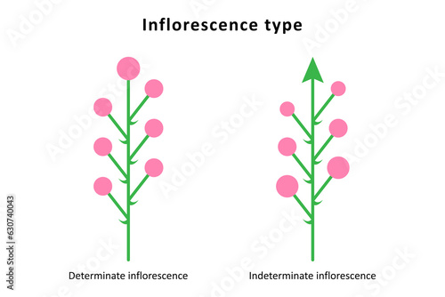 Tableau sur toile Inflorescence types