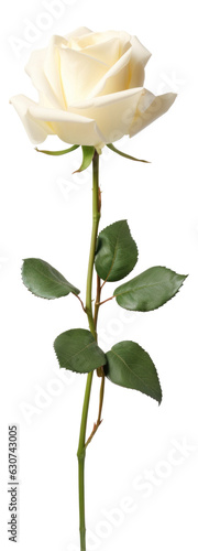 Branch of white rose isolated. photo