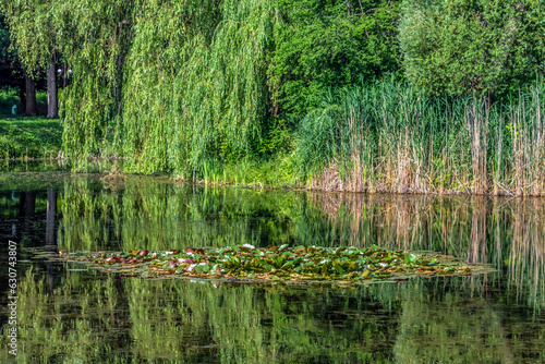 Blooming water lilies on the lake in Trostyanets central park, Sumy Oblast, Ukraine. Green trees and reeds are reflected in the mirror surface of the pond in summer photo